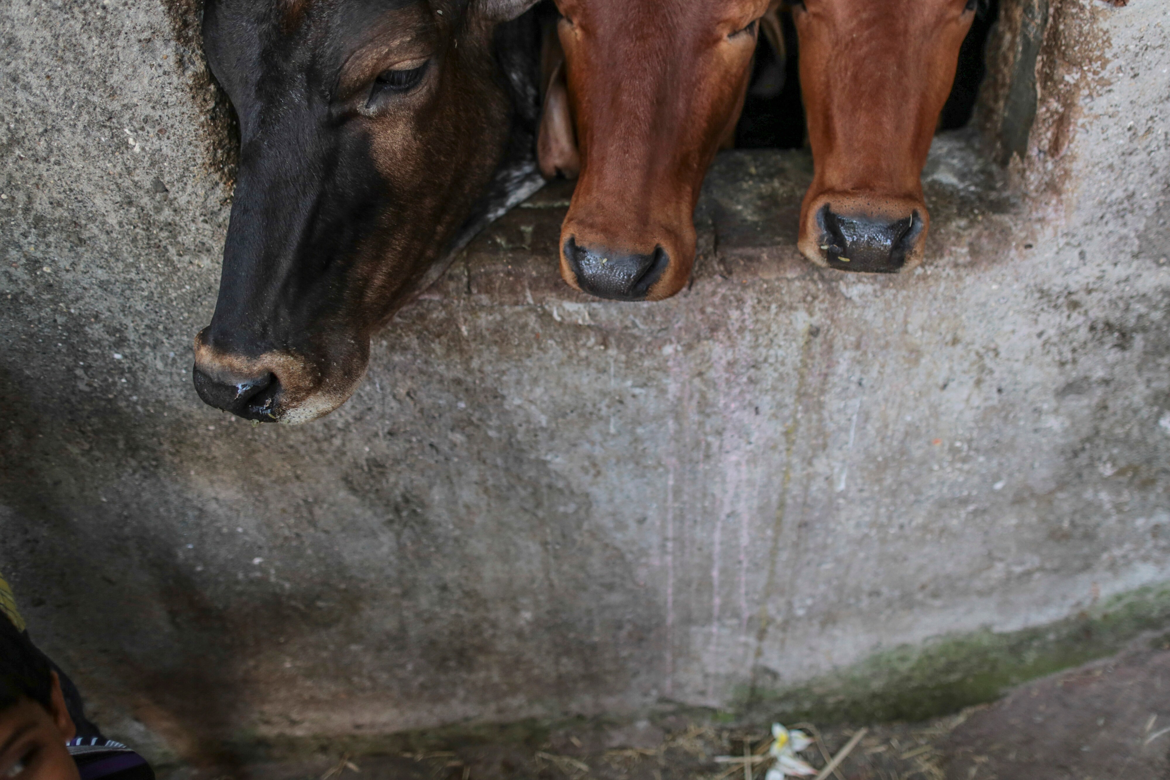 Why Indian Railways Needs To Buy 3,350 Truckloads Of Cow Dung For Rs 42 Crore