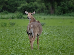 Child Sitting In Mothers Lap Killed As Nilgai Jumps Into Moving Car In Madhya Pradesh