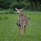 Child Sitting In Mothers Lap Killed As Nilgai Jumps Into Moving Car In Madhya Pradesh