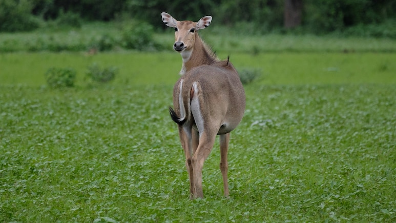 Child Sitting In Mothers Lap Killed As Nilgai Jumps Into Moving Car In Madhya Pradesh