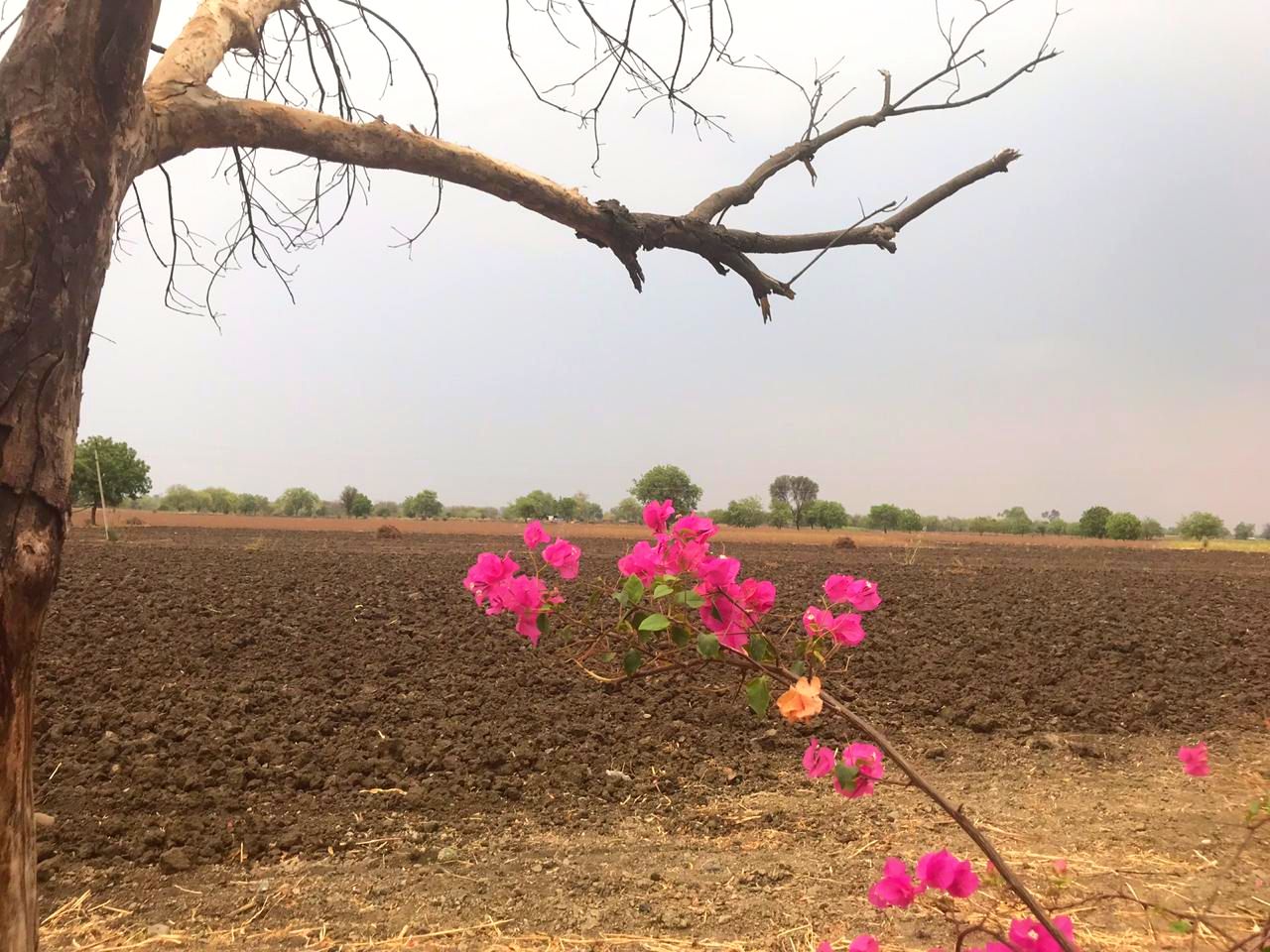 Parched Beed Is Caught In A Vicious Cycle Of Drought And Unemployment