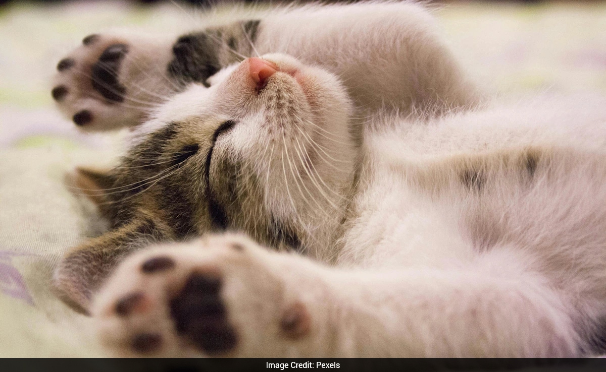 Cat Sneaks Into Toddler's Bed