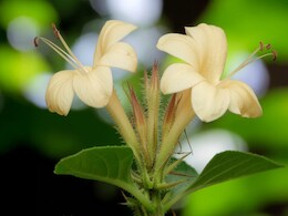 दांतों का दर्द, मुंह की बदबू और मसूड़ों की सूजन से छुट्टी दिलाएगा ये छोटा फूल, जानिए फायदे