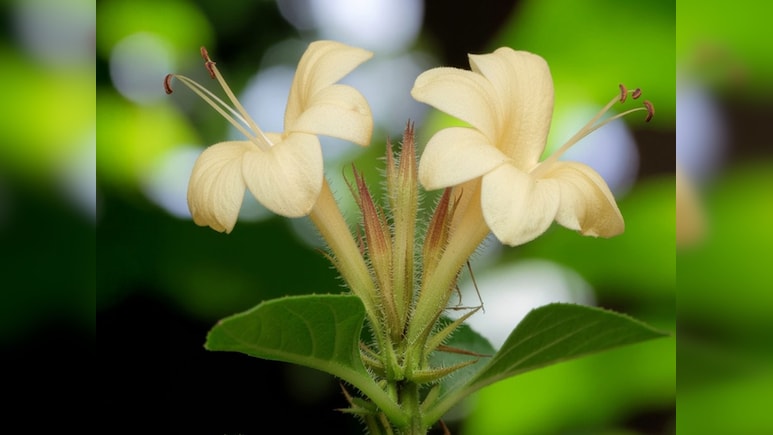 दांतों का दर्द, मुंह की बदबू और मसूड़ों की सूजन से छुट्टी दिलाएगा ये छोटा फूल, जानिए फायदे