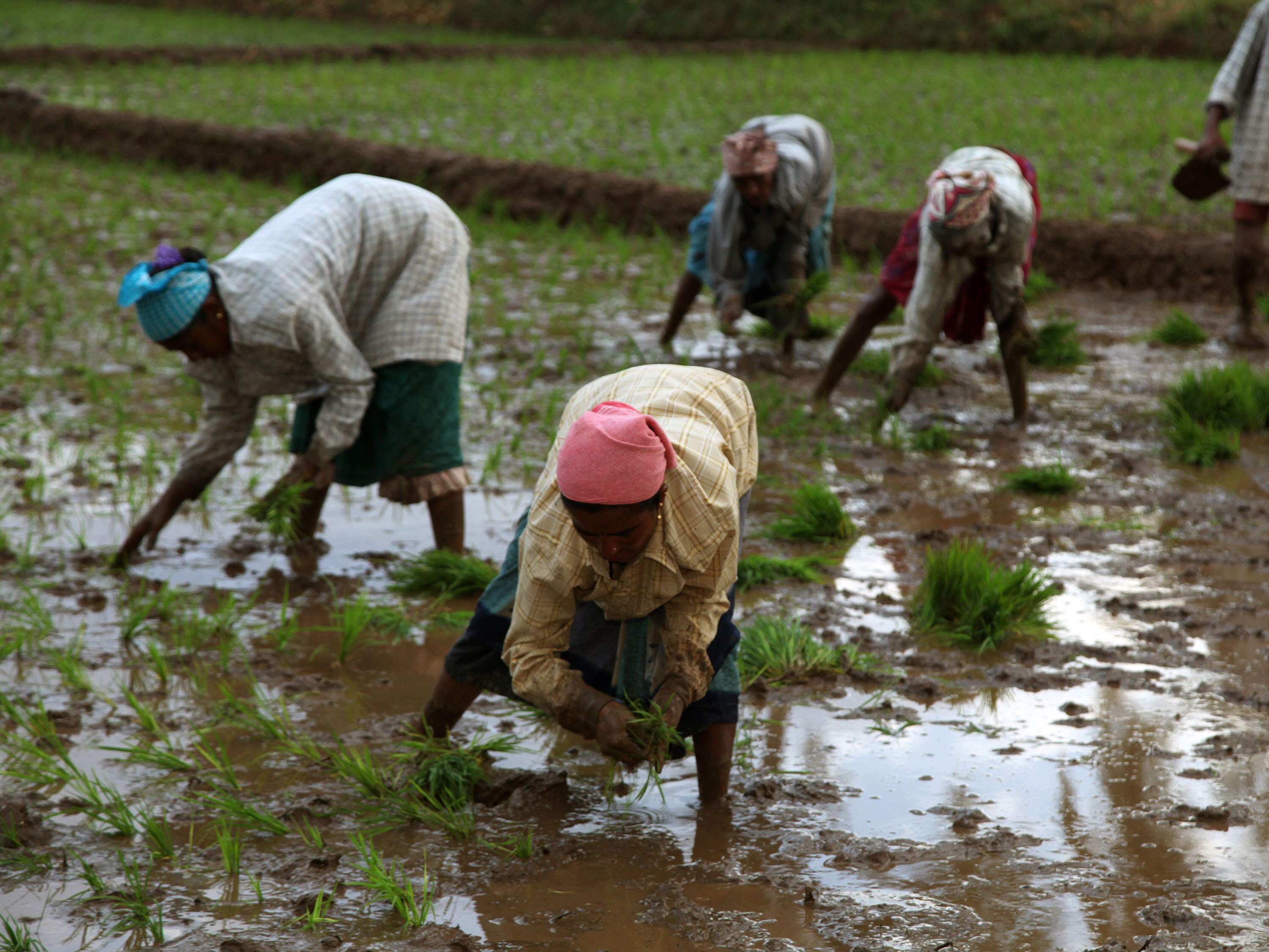 How India Could Cut Irrigation Water By 33% &ndash; And Reduce Anaemia, Zinc Deficiency