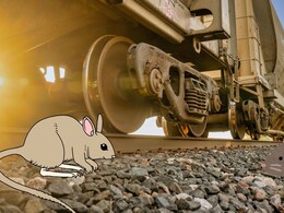 Indian Railways: रेलवे के दावों की खुली पोल, ट्रेन की पटरियां खोखली कर रहे चूहे, प्लेटफार्म और माल गोदाम में भी आतंक