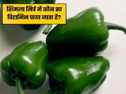 हरी शिमला मिर्च में कौन सा विटामिन पाया जाता है? किन बीमारियों में सेवन करना है फायदेमंद