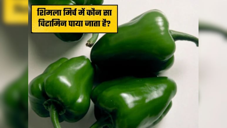 हरी शिमला मिर्च में कौन सा विटामिन पाया जाता है? किन बीमारियों में सेवन करना है फायदेमंद