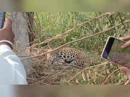 सिरोही में तेंदुए का आतंक, 5 लोगों पर हमला कर किया घायल; गांव में वन विभाग ने डाला डेरा