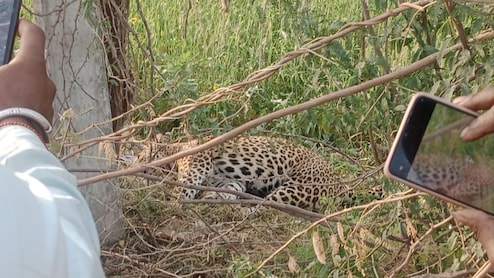 सिरोही में तेंदुए का आतंक, 5 लोगों पर हमला कर किया घायल; गांव में वन विभाग ने डाला डेरा