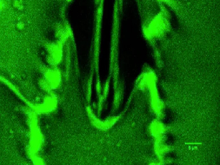 पहली बार! सांस लेते पौधे का वीडियो रिकॉर्ड, इंसान की क्रांतिकारी खोज