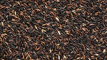 Why Black Rice Is Considered A 'Superfood' And How To Cook It At Home