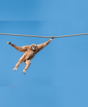 Top Vocalists In The Animal Kingdom