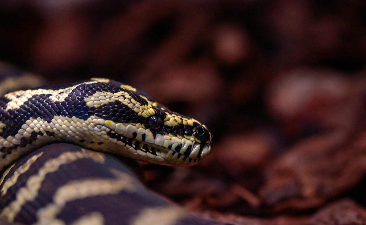 Australian Woman Wakes Up To Find 8-Foot Python On Her Chest