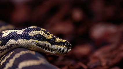 Australian Woman Wakes Up To Find 8-Foot Python On Her Chest