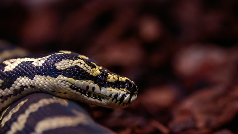Australian Woman Wakes Up To Find 8-Foot Python On Her Chest