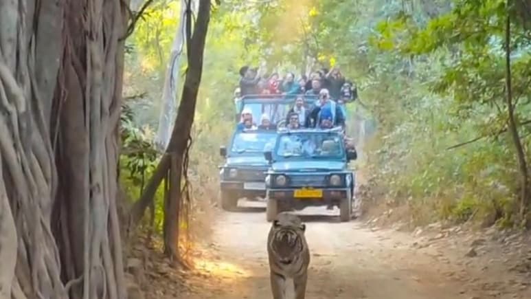 Ranthambore: रणथंभौर में बाघों से नजदीकी पड़ेगी भारी, टूरिस्ट गाड़ी के मालिकों के खिलाफ होगा एक्शन