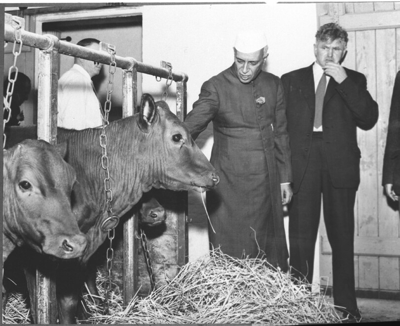 Why Nehru Fought The Cow Slaughter Ban