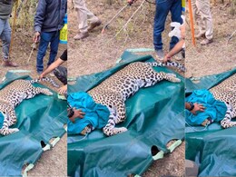 अंतत: पकड़ा गया खूनी तेंदुआ... 24 घंटे की कड़ी मशक्कत, पांच हाथियों की मदद से तेंदुए को किया ट्रेंक्यूलाइज