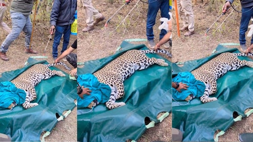 अंतत: पकड़ा गया खूनी तेंदुआ... 24 घंटे की कड़ी मशक्कत, पांच हाथियों की मदद से तेंदुए को किया ट्रेंक्यूलाइज