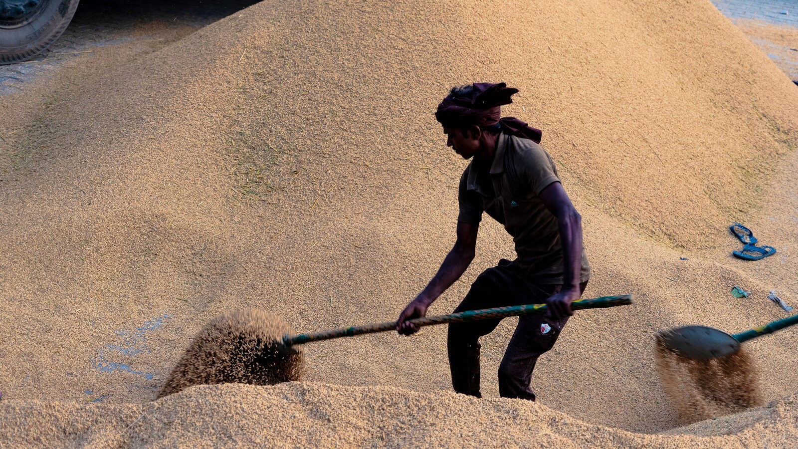 Overflowing Rice India’s Rice Reserves Are Overflowing, And Another Record Crop Coming