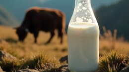 Yak Milk: 5 Health Benefits Explained And How To Consume It
