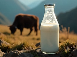 Yak Milk: 5 Health Benefits Explained And How To Consume It