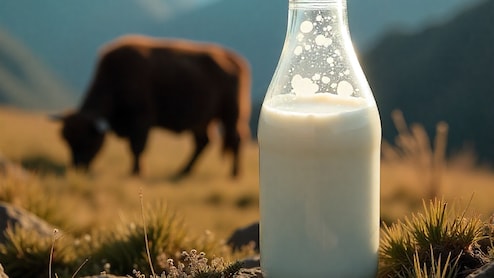 Yak Milk: 5 Health Benefits Explained And How To Consume It