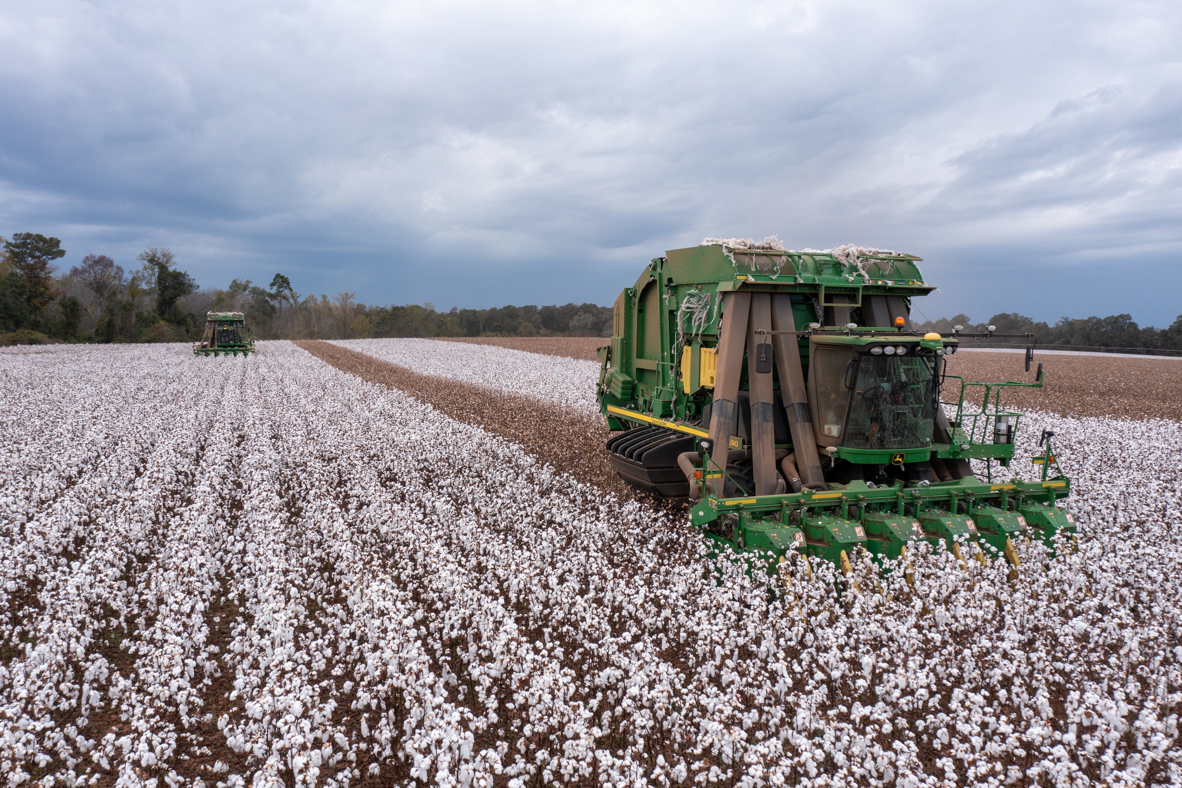 US Rice, Cotton Farmers Get Biggest Relief In Trump Bailout