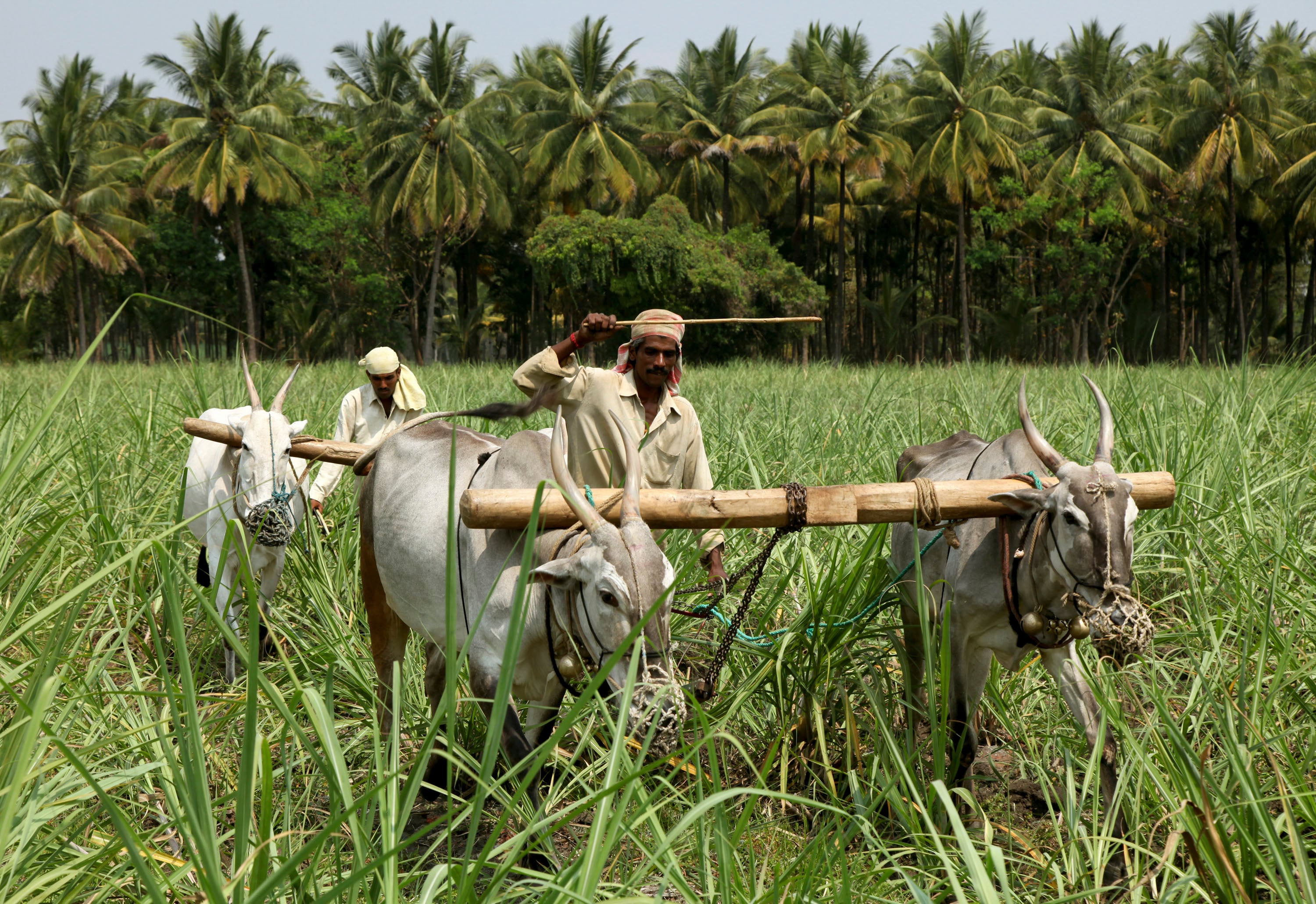  Karnataka&rsquo;s Rs 34,000-Crore Farm Loan Waiver Comes With Conditions, Taxes
