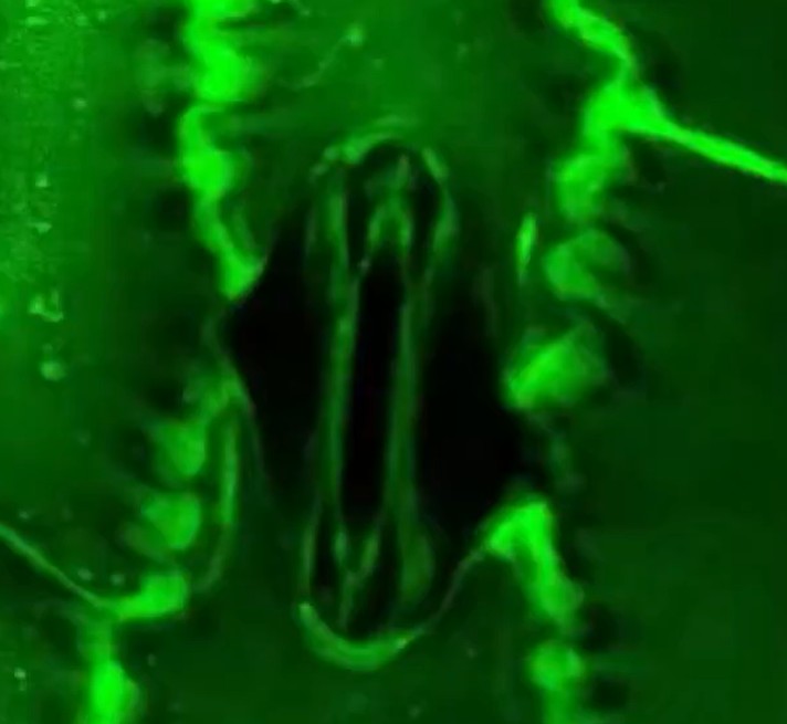 पौधे कैसे लेते हैं सांस, कैमरे में पहली बार कैद हुआ अद्भुत नजारा