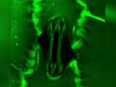 पौधे कैसे लेते हैं सांस, कैमरे में पहली बार कैद हुआ अद्भुत नजारा