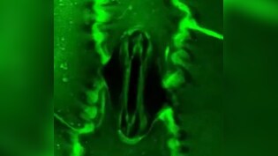 पौधे कैसे लेते हैं सांस, कैमरे में पहली बार कैद हुआ अद्भुत नजारा