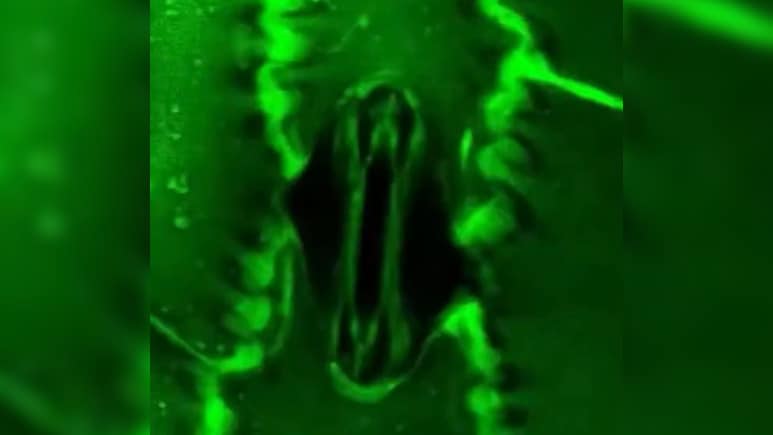 पौधे कैसे लेते हैं सांस, कैमरे में पहली बार कैद हुआ अद्भुत नजारा