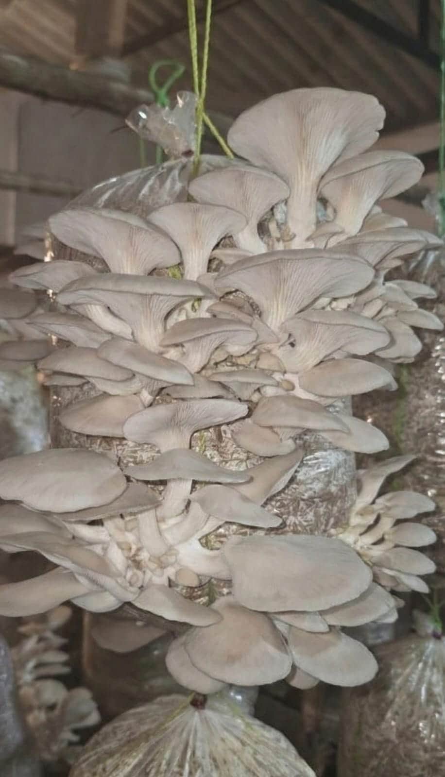 Organic Mushroom: जैविक मशरूम का उत्पादन