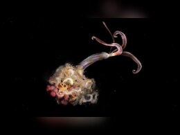 व्हेल मछली की हड्डी तक चबा जाने वाले जॉम्बी वॉर्म को लेकर क्यों टेंशन में हैं वैज्ञानिक...क्या हैं संकेत?