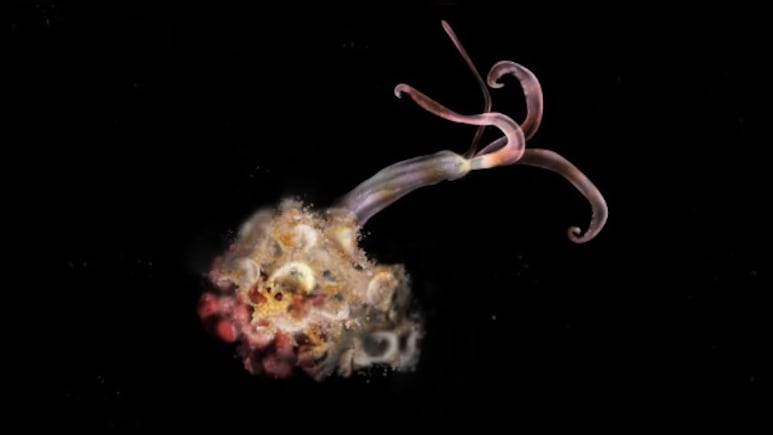 व्हेल मछली की हड्डी तक चबा जाने वाले जॉम्बी वॉर्म को लेकर क्यों टेंशन में हैं वैज्ञानिक...क्या हैं संकेत?