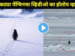 Viral Video : बर्फाच्छादित प्रदेशातील 'त्या' पेंग्विननं जगाला रडवलं! जाता जाता सर्वांनाच दिला मोलाचा संदेश