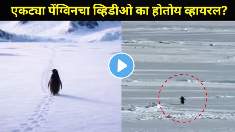 Viral Video : बर्फाच्छादित प्रदेशातील 'त्या' पेंग्विननं जगाला रडवलं! जाता जाता सर्वांनाच दिला मोलाचा संदेश