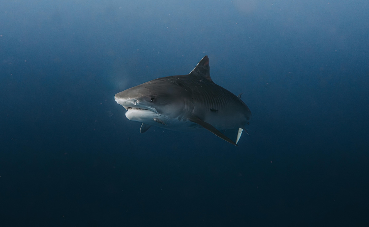 'Just Go To Pool': Australian Authorities To Beachgoers After 4 Shark Attacks Reported In 48 Hours