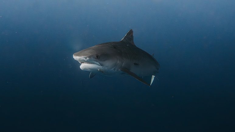 'Just Go To Pool': Australian Authorities To Beachgoers After 4 Shark Attacks Reported In 48 Hours