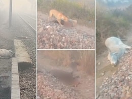 राजस्थान में तेज रफ्तार ट्रेन ने 20 गायों को रौंदा, पटरी पर बिछ गई लाशें, कौवे-कुत्ते नोच रहे शव