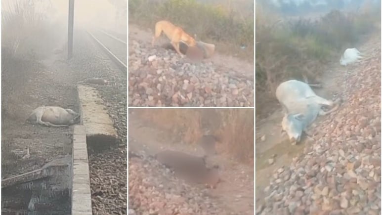 राजस्थान में तेज रफ्तार ट्रेन ने 20 गायों को रौंदा, पटरी पर बिछ गई लाशें, कौवे-कुत्ते नोच रहे शव