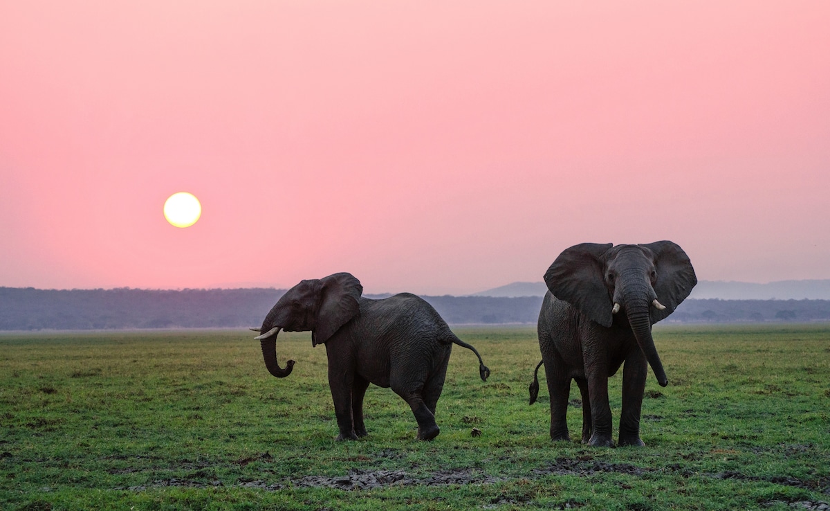 Latest and Breaking News on NDTV