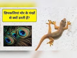 छिपकलियां मोर के पंखों से क्यों डरती हैं? घर से छिपकली दूर रखने के लिए उनका इस्तेमाल कैसे करें
