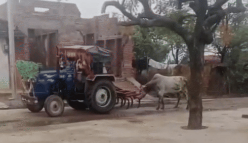 सांड को ट्रैक्टर के पीछे बांधकर घसीटा, युवक को कान पकड़कर पूरे गांव में घुमाया; 'मुर्गा' बनाकर दी सजा