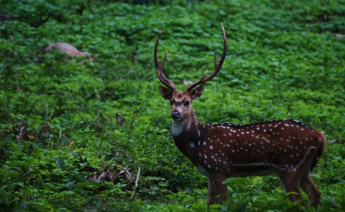 Latest and Breaking News on NDTV