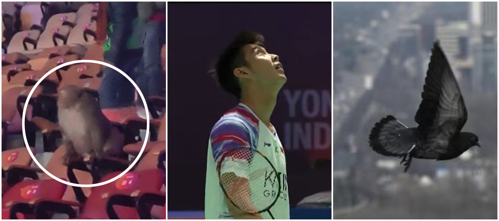 India Open में बदइंतजामी की हद हो गई, ठंड, प्रदूषण, बंदर... अब चिड़िया की बीट से रोकना पड़ा खेल