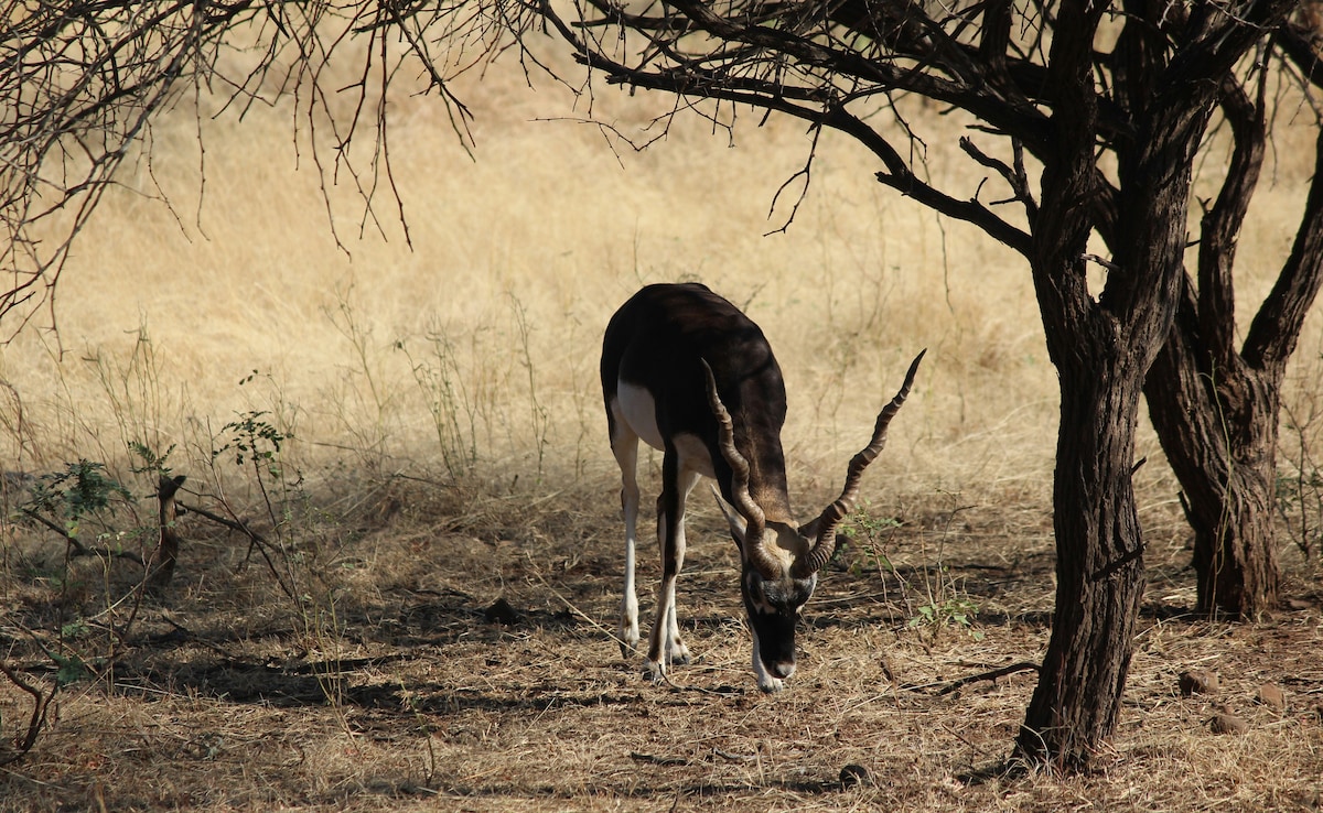 Latest and Breaking News on NDTV