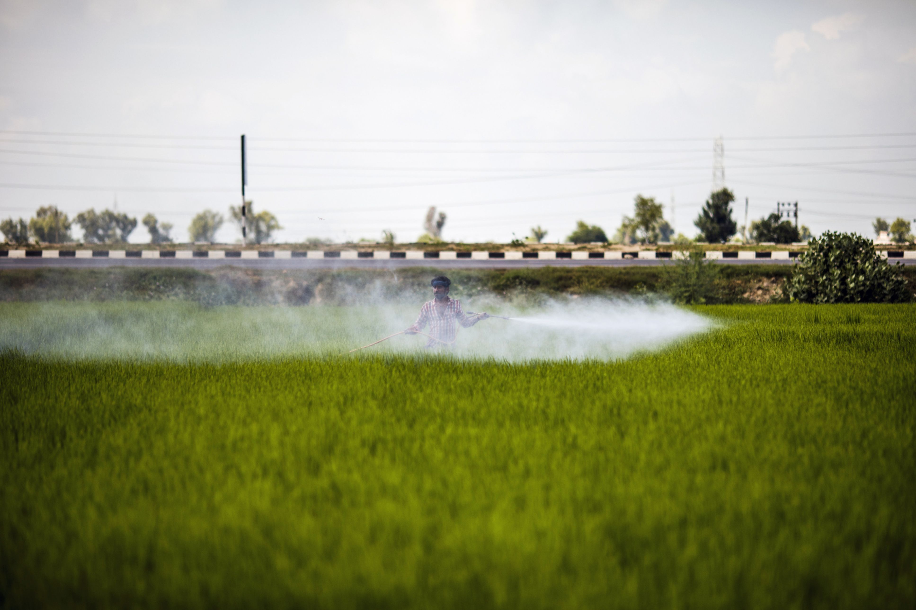 India Pesticides IPO - Strong Growth Aspects, Robust Financial: Motilal Oswal